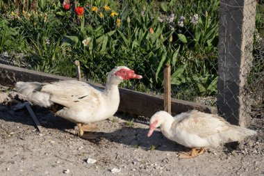 Müzikal ördek (Cairina moschata), ladin