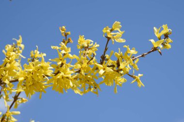 Forsythia, Olive familyasından bir çalılık ve küçük ağaçtır.