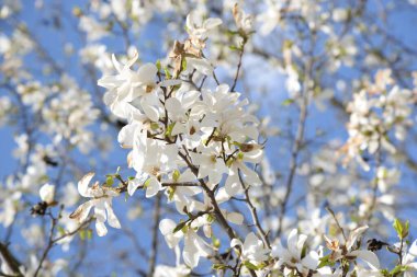 Magnolia (Magnolia), Magnolia familyasından bir bitki cinsidir.