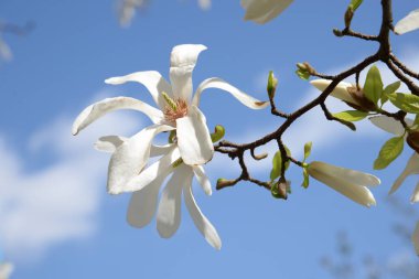 Magnolia (Magnolia), Magnolia familyasından bir bitki cinsidir.