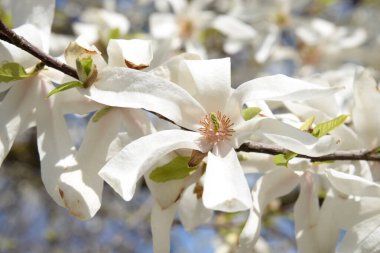 Magnolia (Magnolia), Magnolia familyasından bir bitki cinsidir.