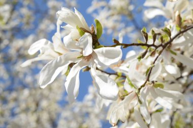 Magnolia (Magnolia), Magnolia familyasından bir bitki cinsidir.