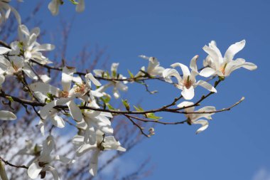 Magnolia (Magnolia), Magnolia familyasından bir bitki cinsidir.