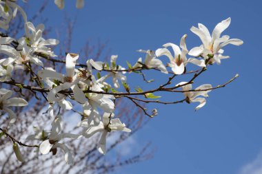 Magnolia (Magnolia), Magnolia familyasından bir bitki cinsidir.