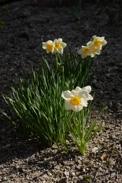 Narcissus Narcissus Marquis Narcissus — Stockfoto