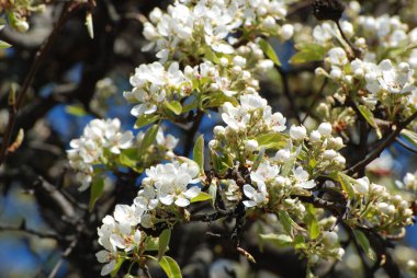 Çiçek açan, çiçek açan (Latin anthsis)