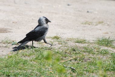 Corvus monedula - Kanca cinsinden bir kuş türü.
