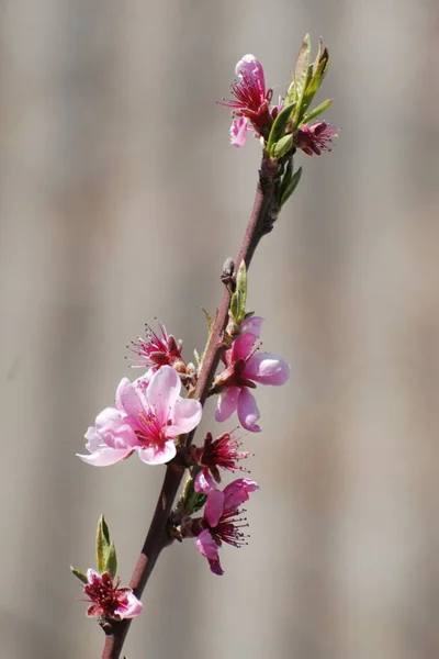 Prunus Prunus Persica Perenn Växt Familjen Pink — Stockfoto