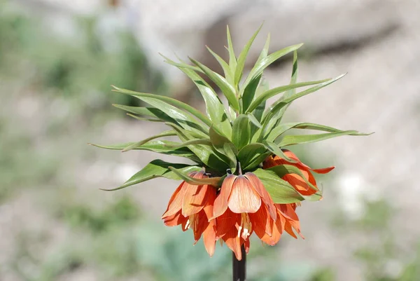 Фритиллария Империалистическая Fritillaria Imperialis — стоковое фото