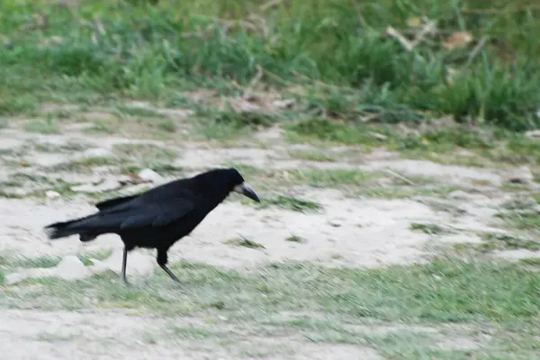 Círculo Corvo Croco Corvus Corax — Fotografia de Stock