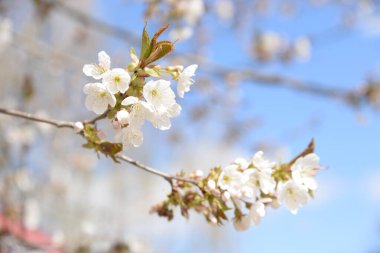 Çiçek açan, çiçek açan (Latin anthsis)