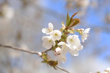 Çiçek açan, çiçek açan (Latin anthsis)