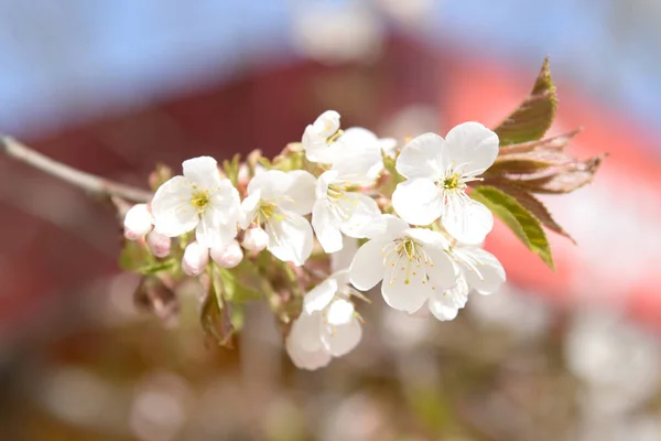 Flowering Flowering Latin Anthsis — Stock Photo, Image