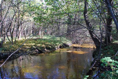 Ormanda küçük bir nehir.