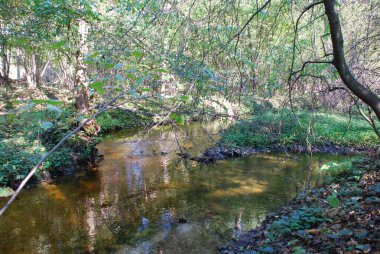 Ormanda küçük bir nehir.