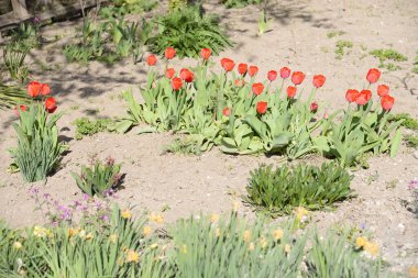 Tulipa, Lily ailesinin uzun ömürlü bitkilerindendir..