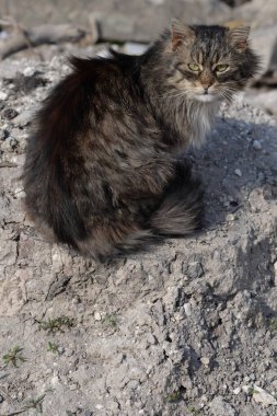 Zemin üzerinde dinlenmek hafif kedi yavrusu