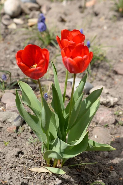 Tulpen Sind Eine Mehrjährige Pflanzengattung Aus Der Familie Der Liliengewächse — Stockfoto