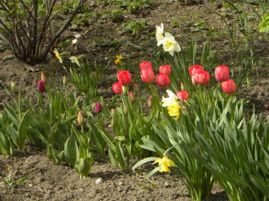 Tulipa, Narkissos, Narcissus, Marki (Narcissus) familyasından uzun ömürlü bir bitki cinsidir.)