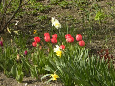 Tulipa, Narkissos, Narcissus, Marki (Narcissus) familyasından uzun ömürlü bir bitki cinsidir.)