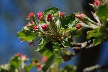 Çiçek açan, çiçek açan (Latin anthsis)