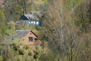 Bekarlık eski ormanda başlar.