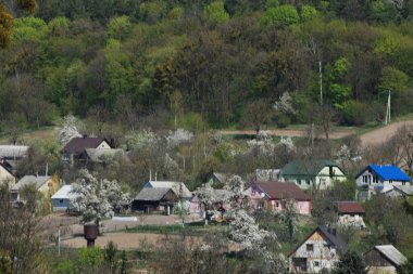 Bekarlık eski ormanda başlar.