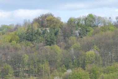Kozalaklı ormanda kış günü
