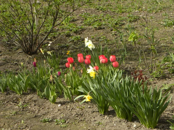 튤리프 Tulipa 수선화 수선화 Narcissus 다년생 속이다 — 스톡 사진