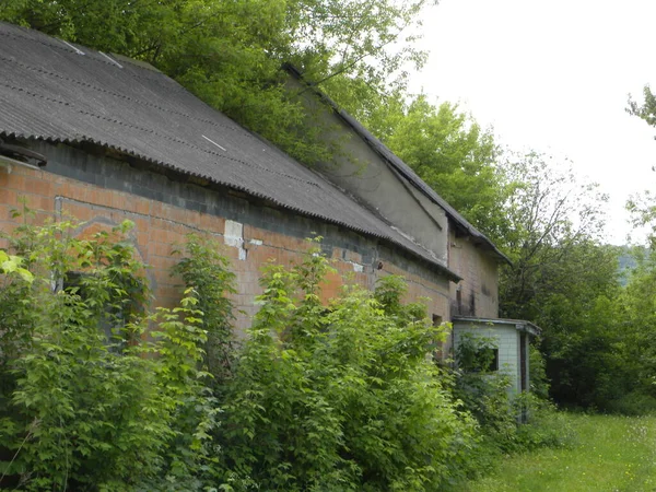 Singel Börjar Den Gamla Skogen — Stockfoto