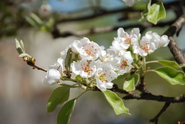 Flowering Flowering Latin Anthsis — Stock Photo, Image