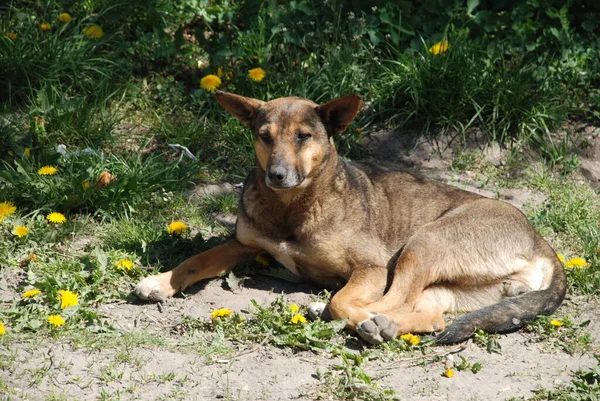 Canis Lupus Family Aris Canis Familiaris — 스톡 사진