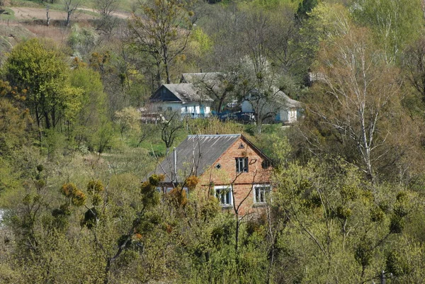 Single Startet Alten Wald — Stockfoto