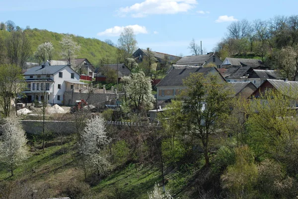 Pojedynczy Start Starym Lesie — Zdjęcie stockowe