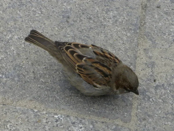 Passer Domesticus Sparrow Espécie Mais Comum Passer Domestic Sparrow — Fotografia de Stock