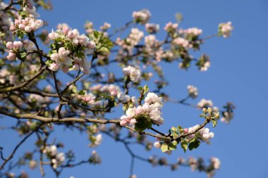 Çiçek açan, çiçek açan (Latin anthsis)