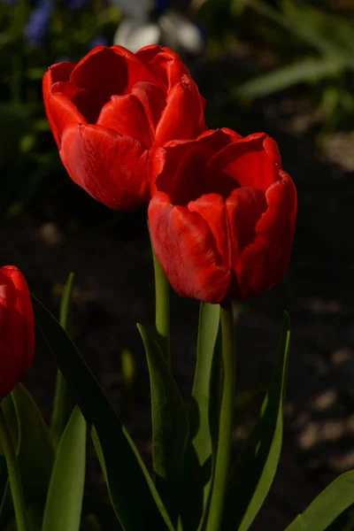 Tulipa Ett Släkte Fleråriga Växter Familjen Lily — Stockfoto