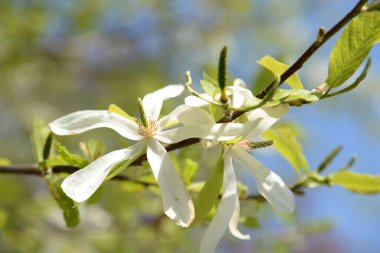 Magnolia (Magnolia), Magnolia familyasından bir bitki cinsidir.