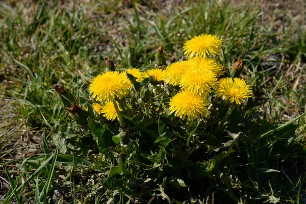 Dandelion Tarxacum Genus Perennial Herbaceous Plants Aster Family — Stock Photo, Image