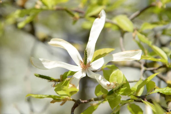 Magnolia Magnolia Velký Rod Rostlin Rodu Magnolia — Stock fotografie