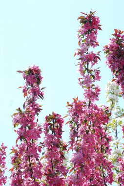 Kırmızı elmanın rengi