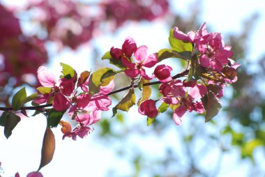 Kırmızı elmanın rengi