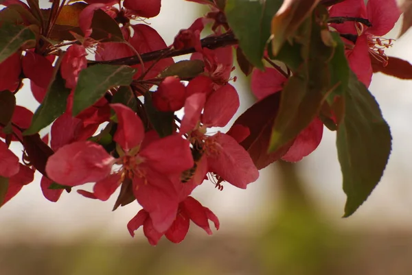 The color of red apple