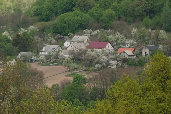 Départ Simple Dans Vieille Forêt — Photo