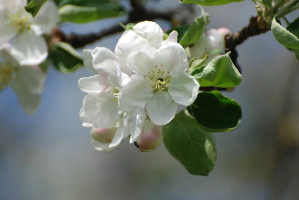 Цветение Цветение Латинский Анцис Обыкновенная Вишня Prunus Cerasus — стоковое фото