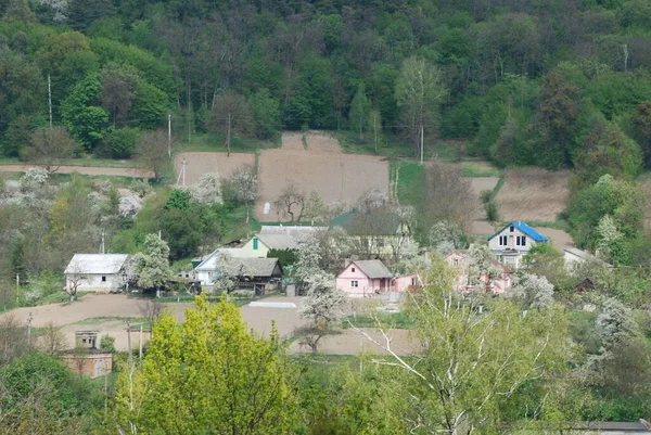 Singel Börjar Den Gamla Skogen — Stockfoto