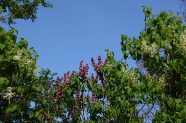 Sıradan yaban domuzu (Şırınga bayağılığı))