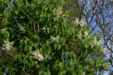 Sıradan yaban domuzu (Şırınga bayağılığı))