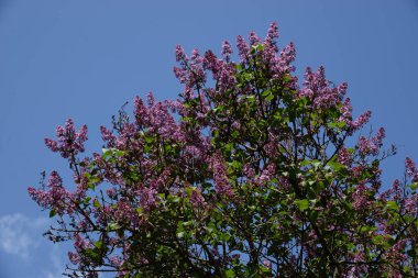 Sıradan yaban domuzu (Şırınga bayağılığı))
