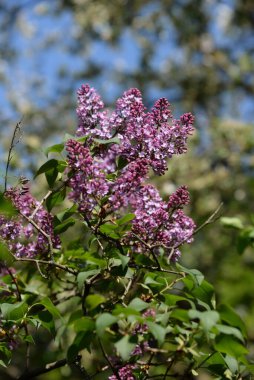 Sıradan yaban domuzu (Şırınga bayağılığı))